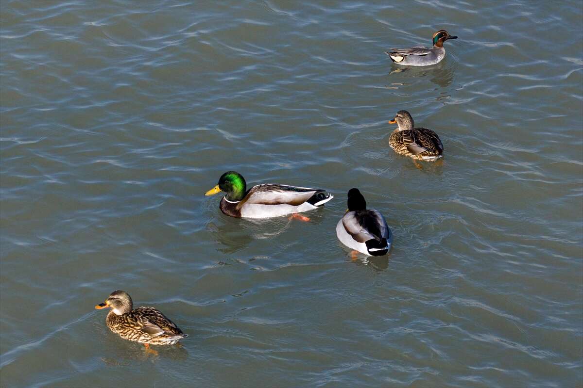 Konya merkezi sulayan kaynakta hareketlilik başladı 15